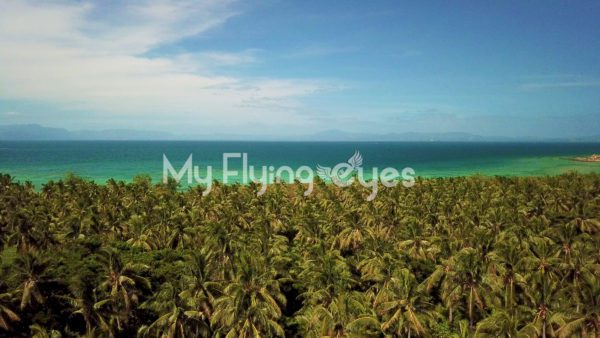 Fiji Palms & Sea