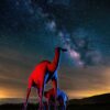Camels-Blue-Red-combi2-DT-gigapixel-standard-scale-1_50x